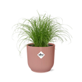 Cyperus alternifolius Zumula i ELHO Vibes Fold 14 cm pink (cyperusgræs) – 28 cm høj