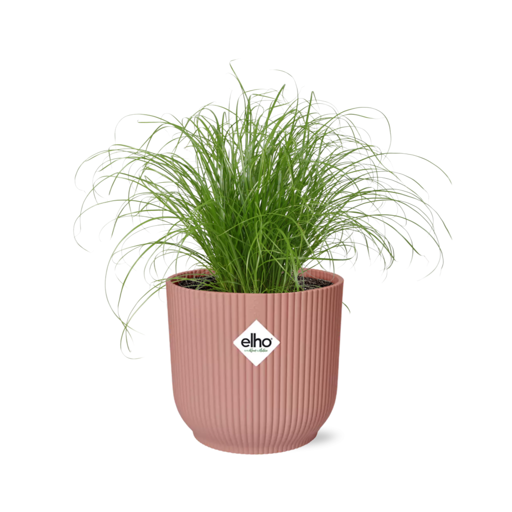Cyperus alternifolius Zumula i ELHO Vibes Fold 14 cm pink (cyperusgræs) – 28 cm høj