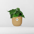 Philodendron scandens in ELHO Vibes Fold 14cm geel – 25 cm hoog