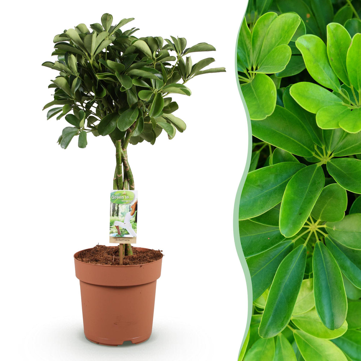 Schefflera Nora (vingersboom) – Ø21 cm, 70–82 cm hoog