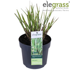 Miscanthus sinensis 'Strictus' (Japanisches Silbergras) – Ø 23 cm, 60 cm hoch