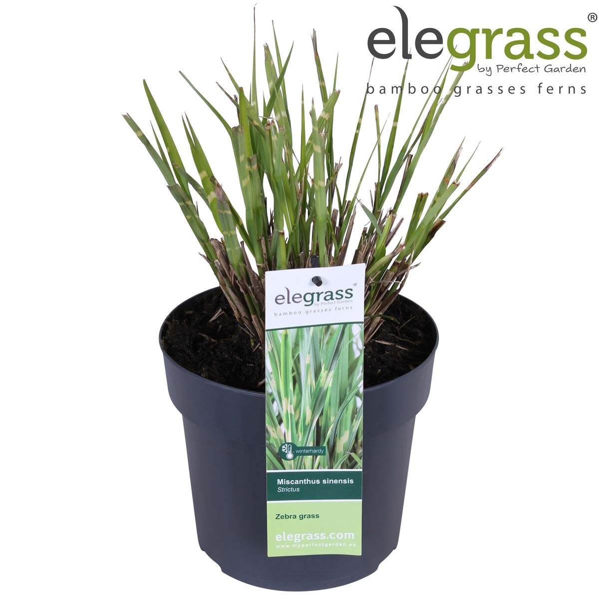 Miscanthus sinensis 'Strictus' (Japanisches Silbergras) – Ø 23 cm, 60 cm hoch – Bild 12