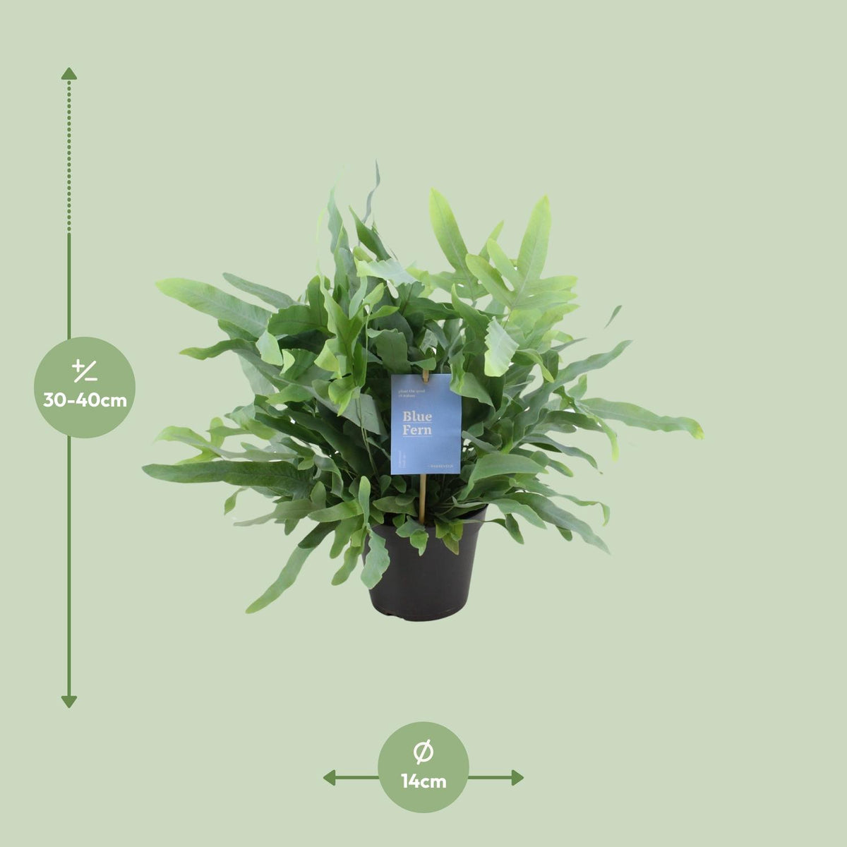 Phlebodium Blue Fern (blauwvaren) – Ø14 cm, 40 cm hoog