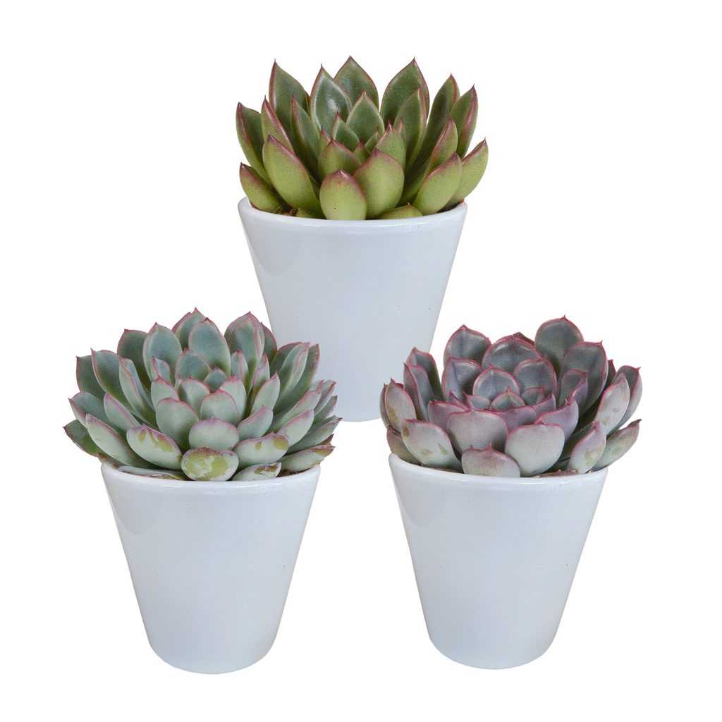 Echeveria mix in witte pot – Ø9 cm, 15 cm hoog