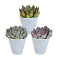 Echeveria mix in witte pot – Ø9 cm, 15 cm hoog