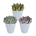 Echeveria mix in witte pot – Ø9 cm, 15 cm hoog