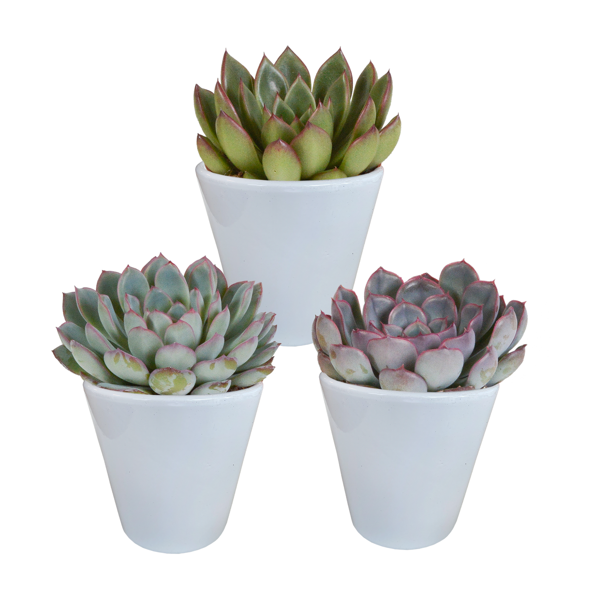 Echeveria mix in witte pot – Ø9 cm, 15 cm hoog