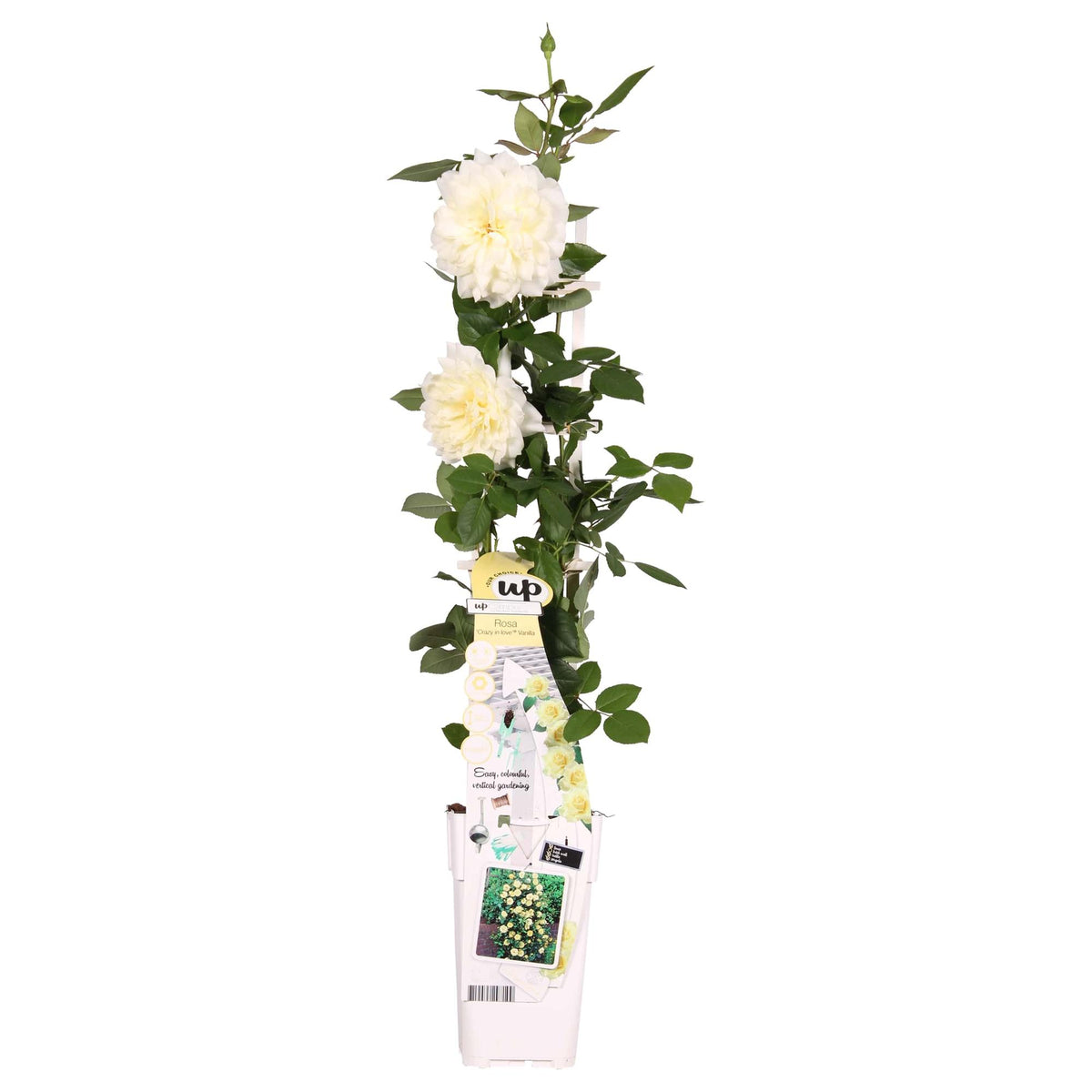 Rosa 'Crazy' (cream rose) – Ø15 cm, 65 cm high