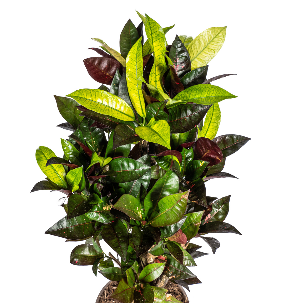 Codiaeum 'Croton' Iceton – Ø21 cm, 60–80 cm hoog