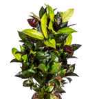 Codiaeum 'Croton' Iceton – Ø21 cm, 60–80 cm hoog