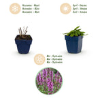 Stachys monnieri 'Hummelo' (oreille d'âne) – violet – 12 plants, Ø11 cm, 15–25 cm de haut