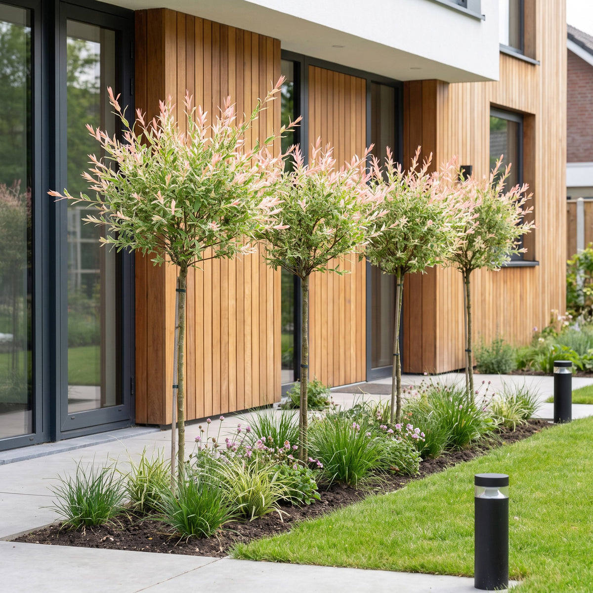 Salix 'Flamingo' (wilg) – Ø19 cm, 90–100 cm hoog