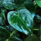 Alocasia Cucullata (oreille d’éléphant) – Ø21 cm, 65–70 cm de haut