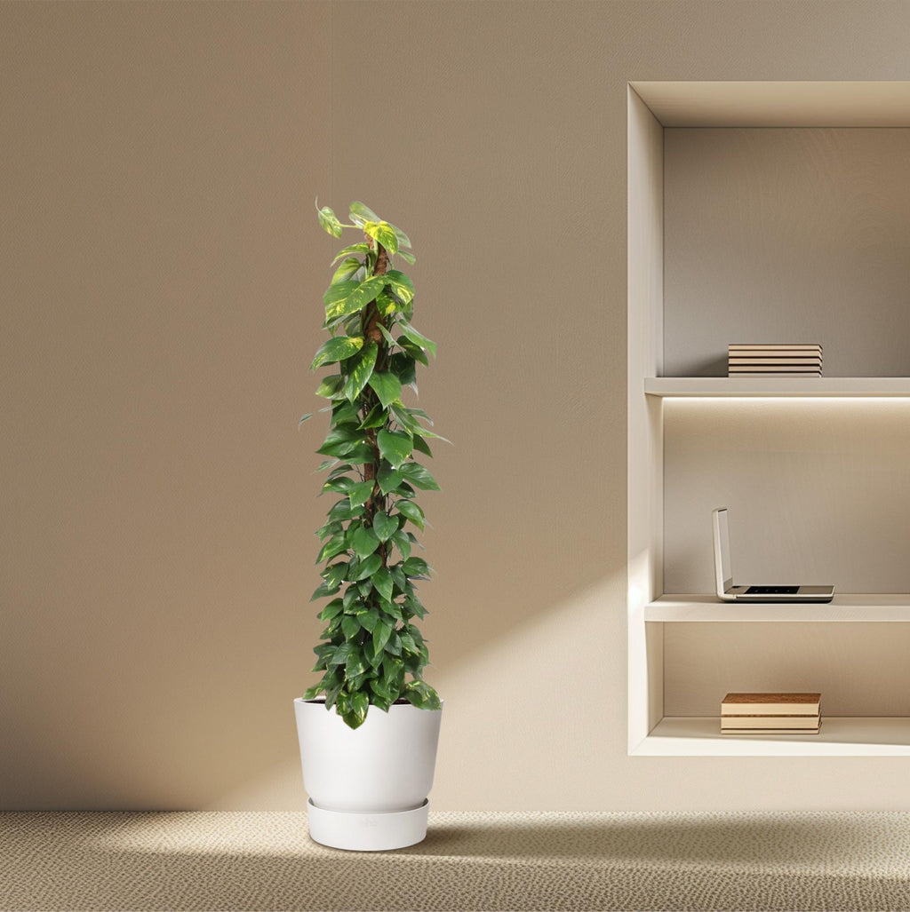 Epipremnum aureum (Scindapsus) – Ø 34 cm, 180 cm hoch