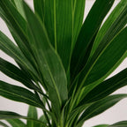 Yucca elephantipes – Ø17 cm, 75 cm hoog – art. 54723