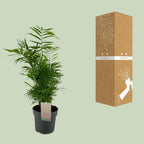 Chamaedorea elegans (Bergpalme) – Ø 17 cm, 50 cm hoch
