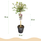 Prunus incisa 'Koujou-no-mai' (prunier d'ornement) sur tige – Ø 19 cm, 90 cm de haut