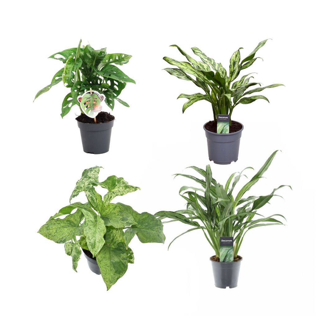 4× Monstera obliqua 'Monkey Leaf' (gatenplant) – Ø12 cm, 25 cm hoog
