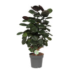 Polyscias scutellaria 'Fabiana' (aralia) – Ø 19 cm, 60 cm de haut