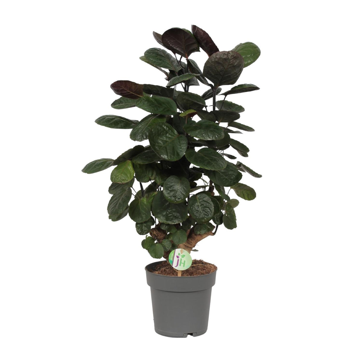 Polyscias scutellaria 'Fabiana' (aralia) – Ø 19 cm, 60 cm de haut