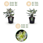 Helleborus sternii 'Silver Dollar' (Sternhalmi) – 2 Pflanzen, Ø 14 cm, 35 cm hoch