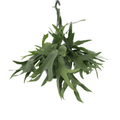 Platycerium Hertshoorn Hang (hertshoornvaren) – Ø21 cm, 50 cm hoog
