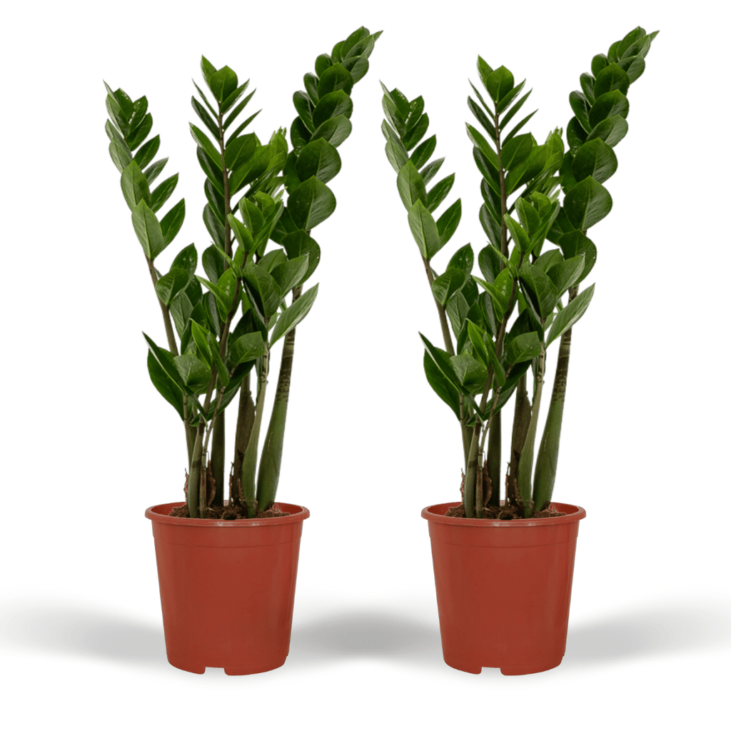 2× Zamioculcas zamiifolia (ZZ-plante) – Ø14 cm, 50 cm høj