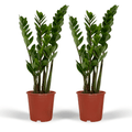 2× Zamioculcas zamiifolia (ZZ-plante) – Ø14 cm, 50 cm høj