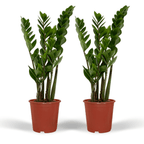 2× Zamioculcas zamiifolia (ZZ-plante) – Ø14 cm, 50 cm høj