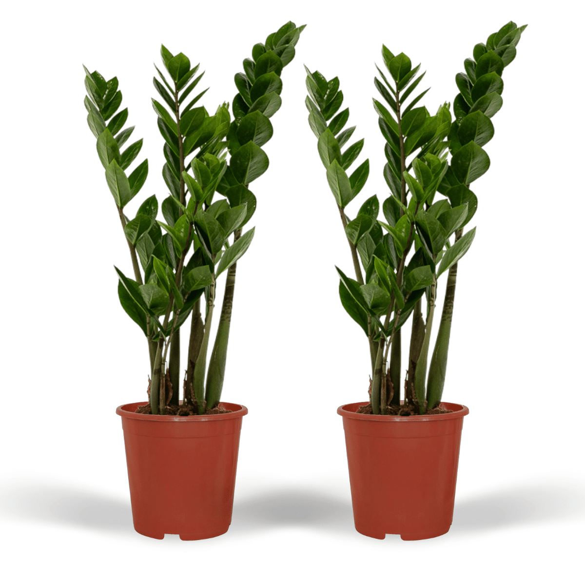 2× Zamioculcas zamiifolia (ZZ-plante) – Ø14 cm, 50 cm høj