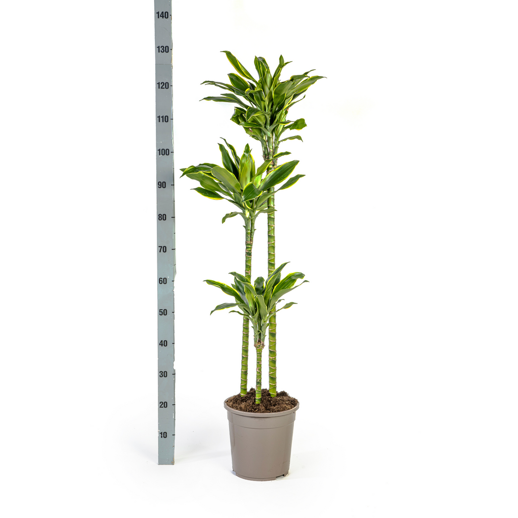 Dracaena fragrans Golden Coast (Drachenbaum) – Ø 24 cm, 130–150 cm hoch