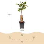 Prunus avium 'Regina' (Kirschbaum) – Ø 21 cm, 90 cm hoch