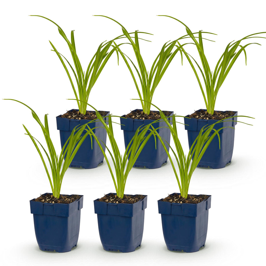 Hemerocallis 'Arctic Snow' (hémérocallis) – crème – 6 plantes, Ø11 cm, 15–25 cm de haut – photo 2