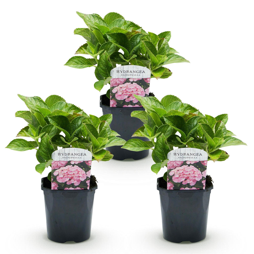 Hydrangea macrophylla (Hortensie) – rosa – 3 Pflanzen, Ø 17 cm, 30 cm hoch – Bild 4