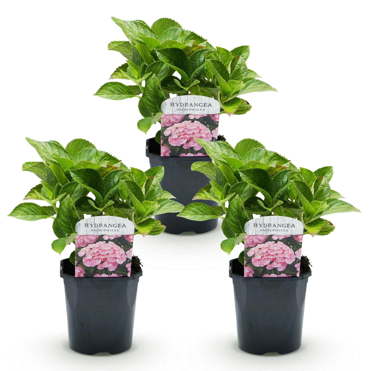 Hydrangea macrophylla (hortensia) – roze – 3 planten, Ø17 cm, 30 cm hoog