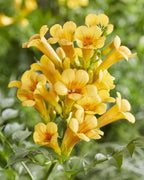 Campsis 'Summer Jazz Gold Trumpet' (Trompeten-Kletterpflanze) – 2 Pflanzen, Ø 15 cm, 65 cm hoch