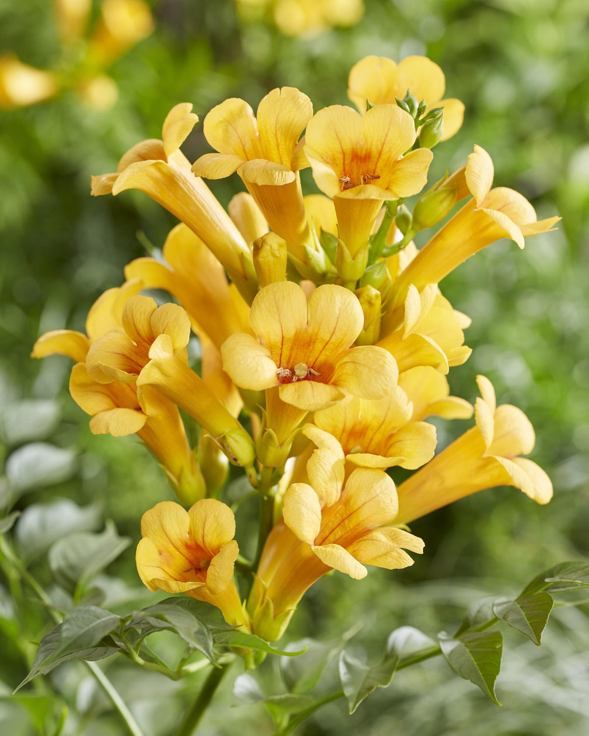 Campsis 'Summer Jazz Gold Trumpet' (Trompeten-Kletterpflanze) – 2 Pflanzen, Ø 15 cm, 65 cm hoch – Bild 2