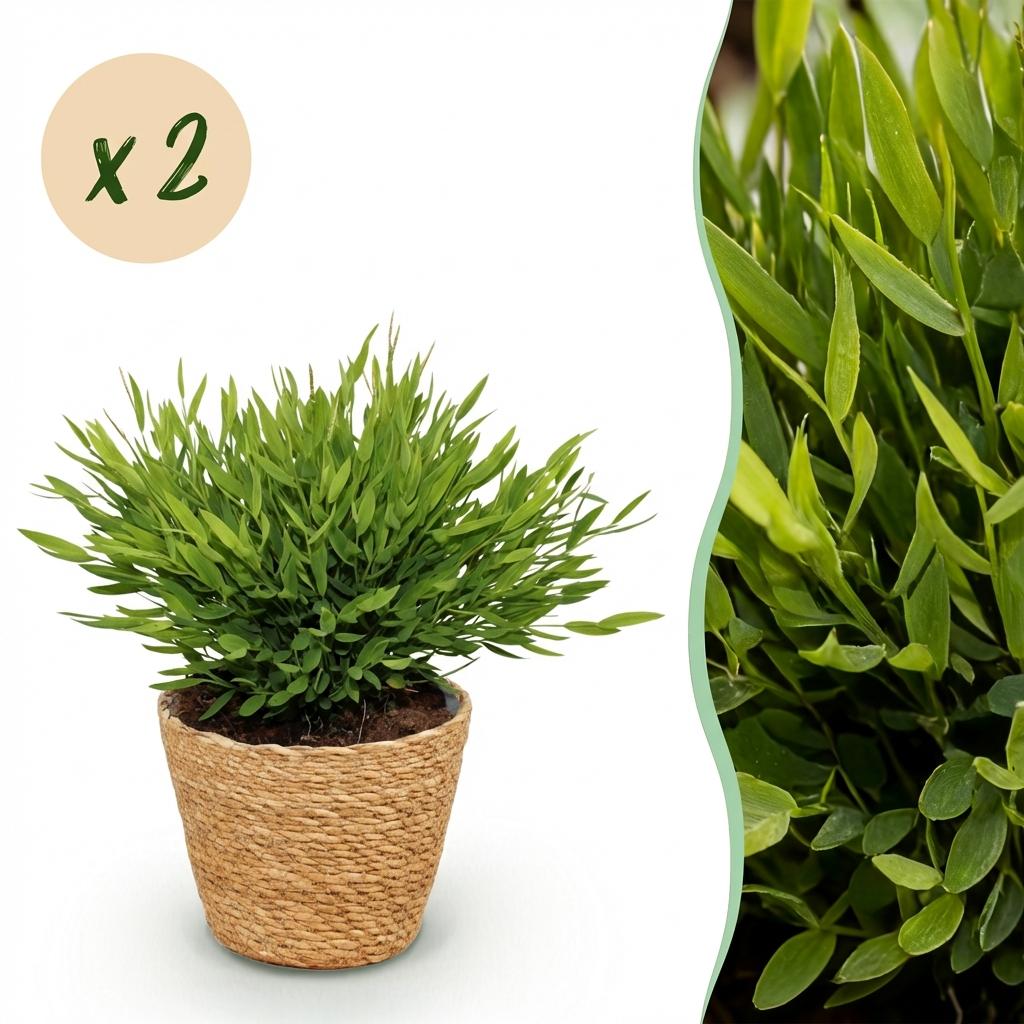 2× Bamusa Pogonatherum Monica (bambou nain) avec panier – Ø12 cm, 20 cm de haut