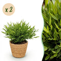 2× Bamusa Pogonatherum Monica (bambou nain) avec panier – Ø12 cm, 20 cm de haut