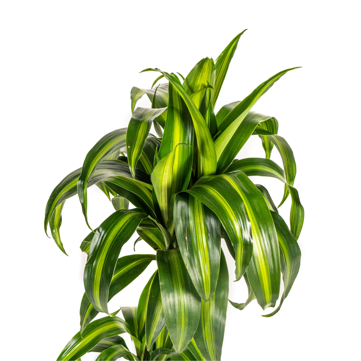 Dracaena Deremensis Hawaiian Sunshine (drakenboom) – Ø19 cm, 70–90 cm hoog