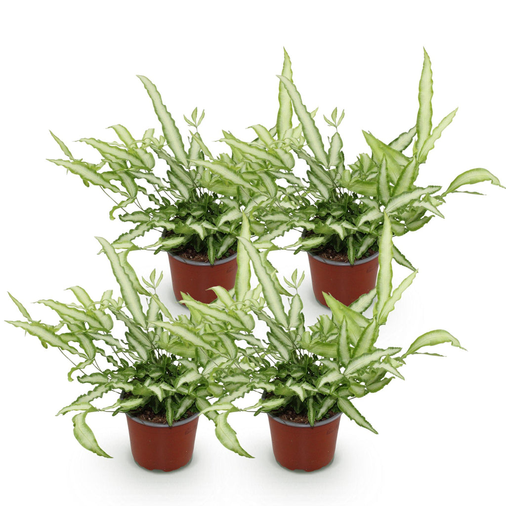 4× Pteris cretica Albolineata (fougère-ptéris) – Ø12 cm, 28–30 cm de haut