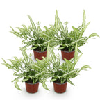 4× Pteris cretica Albolineata (fougère-ptéris) – Ø12 cm, 28–30 cm de haut