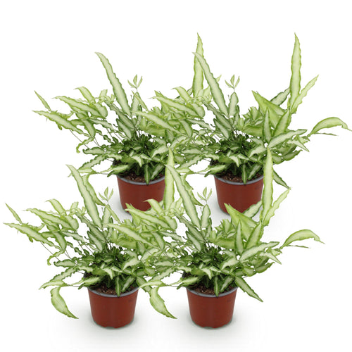 4× Pteris cretica Albolineata (pteris-varen) – Ø12 cm, 28–30 cm hoog