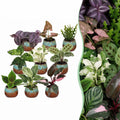 9× overraskelsesæske med stueplanter inkl. Copper Reef – Ø6 cm, 5–15 cm høj