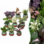 9× overraskelsesæske med stueplanter inkl. Copper Reef – Ø6 cm, 5–15 cm høj