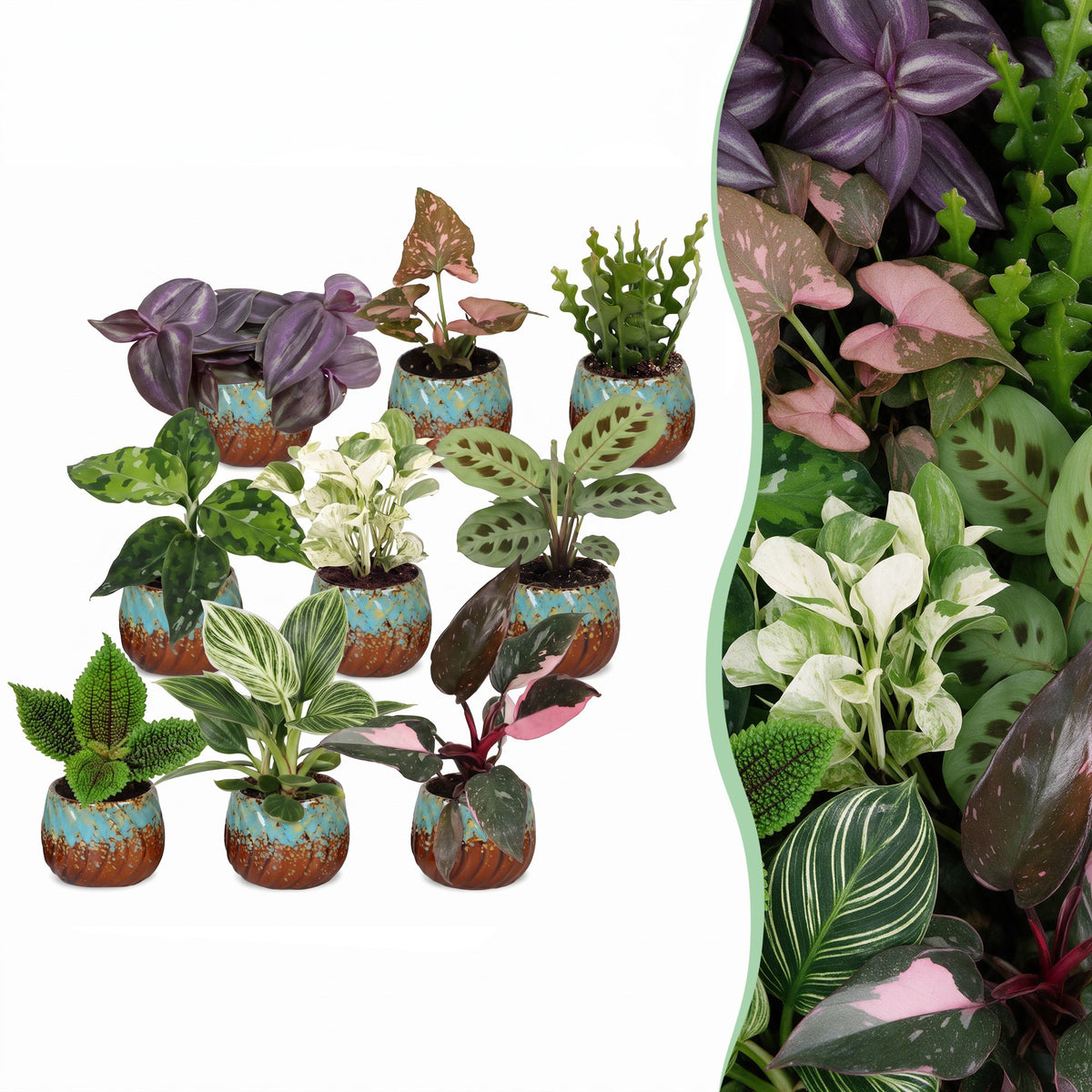 9× overraskelsesæske med stueplanter inkl. Copper Reef – Ø6 cm, 5–15 cm høj