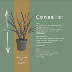 Panicum virgatum 'Rotstrahlbusch' (graminée ornementale aux couleurs automnales chaudes) – 6 plants, Ø12 cm