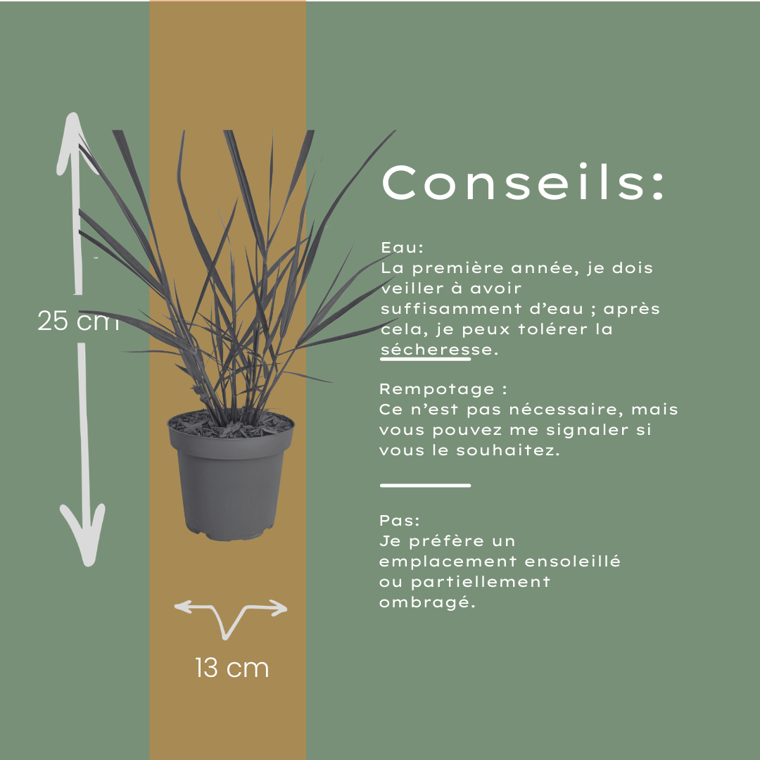Panicum virgatum 'Rotstrahlbusch' (graminée ornementale aux couleurs automnales chaudes) – 6 plants, Ø12 cm – photo 9