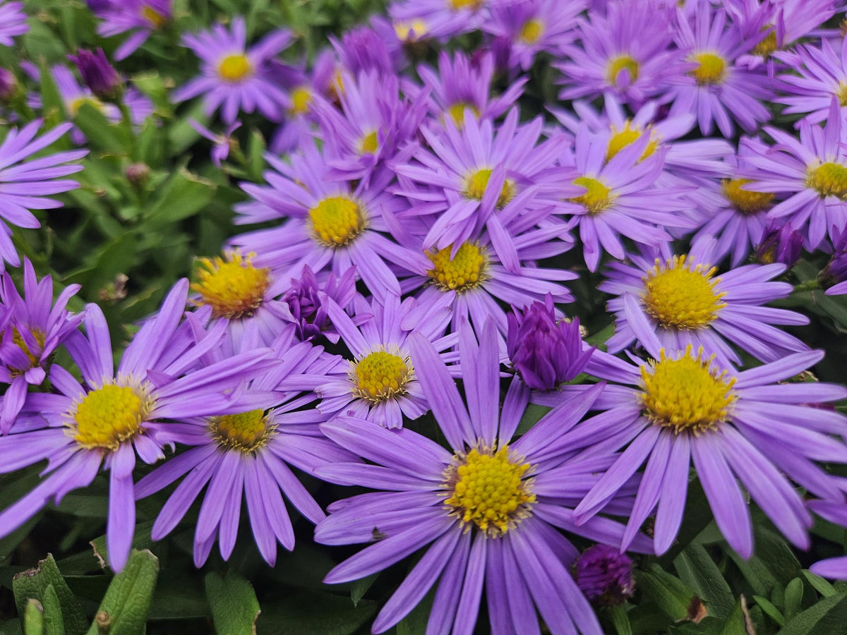 Aster 'Prof. Anton Kippenberg' – 24 Pflanzen, Ø9 cm, 10–25 cm hoch