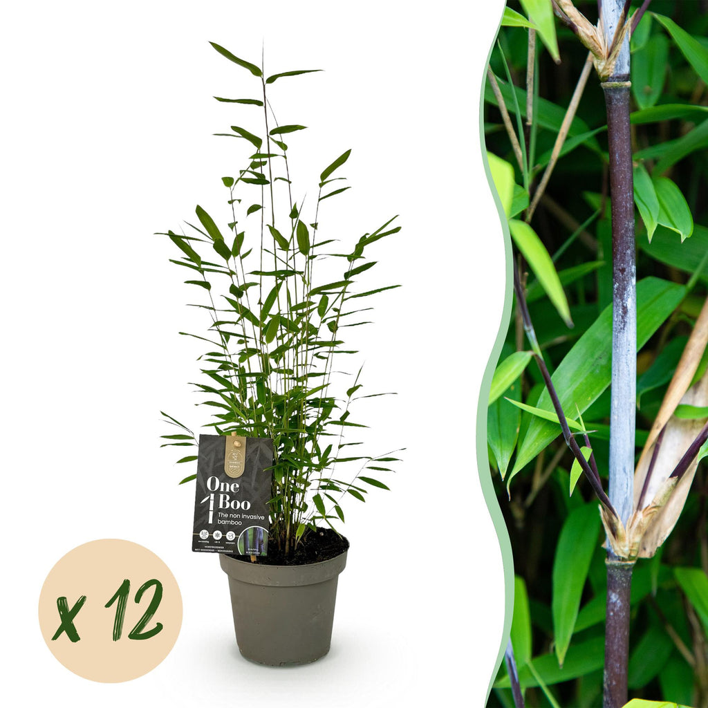 Fargesia 'Black Dragon' (bambou) – 12 plants, Ø14 cm, 35 cm de haut